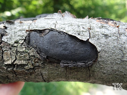 Biscogniauxia mediterranea - Südlicher Rindenkugelpilz