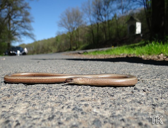 Blindschleiche