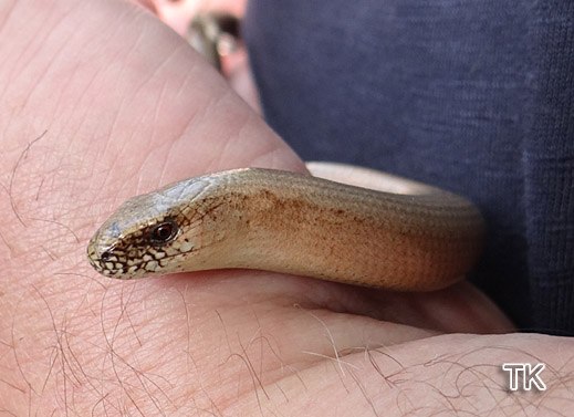 Blindschleiche