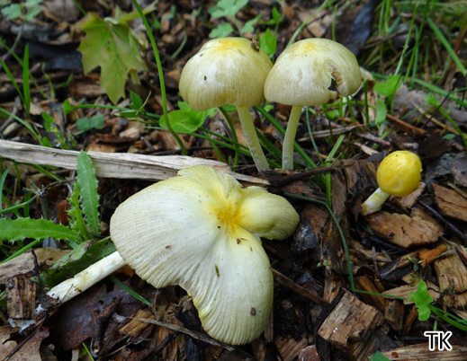 Bolbitius titubans - Goldmistpilz