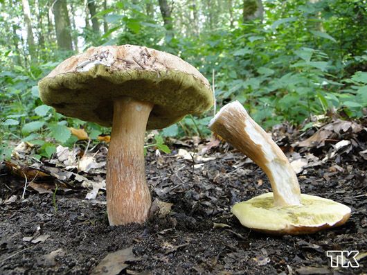 Boletus aestivalis - Sommersteinpilz