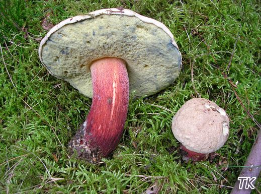Boletus calopus