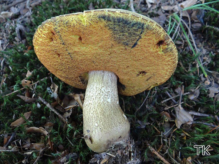 Boletus luridus - Netzstieliger Hexenröhrling