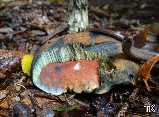Boletus luridus - Netzstieliger Hexenröhrling