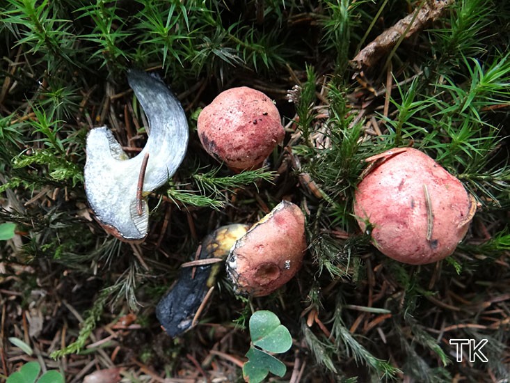 Boletus pulverulentus - Schwarzblauender Röhrling