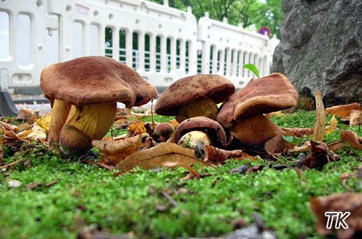 Boletus queletii - Glattstieliger Hexenröhrling