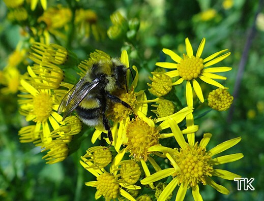 Bombus lucorum - Helle Erdhummel