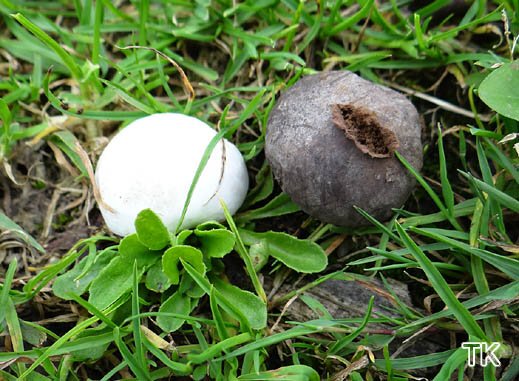 Bovista plumbea - Bleigrauer Bovist