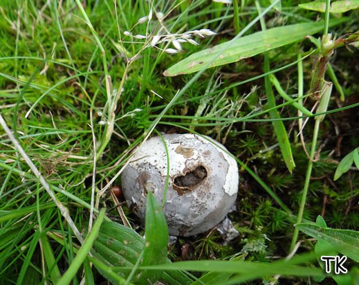 Bovista plumbea - Bleigrauer Bovist