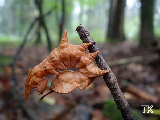 Raupe des Buchen-Zahnspinners (Stauropus fagi)