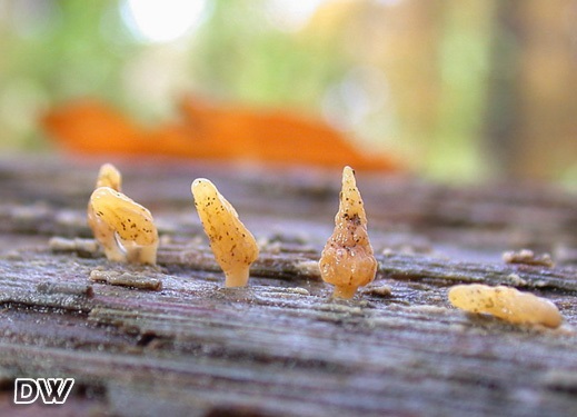 Calocera glossoides – Zungenförmiger Hörnling