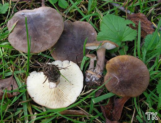 Calocybe obscurissima - Düsterer Schönkopf