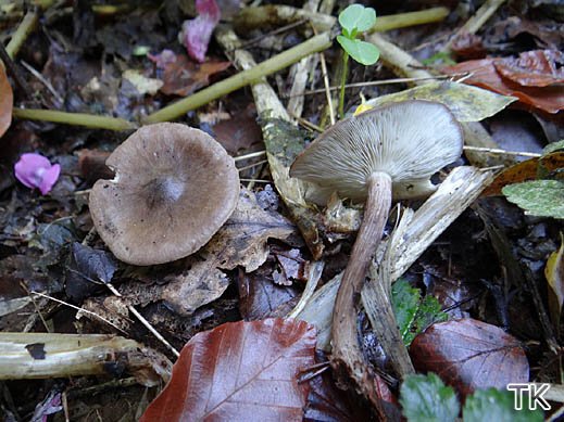 Rugosomyces obscurissima - Düsterer Schönkopf