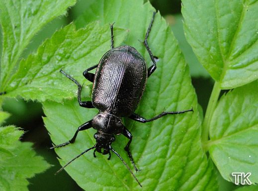Calosoma inquisitor - Kleiner Puppenräuber