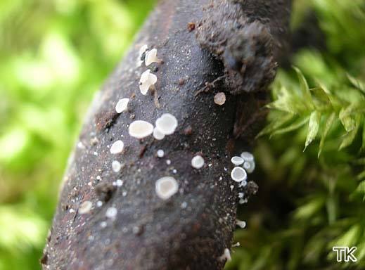Calycina gemmarum - Pappelknospenbecherchen