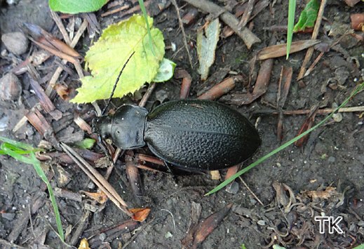 Carabus coriaceus - Lederlaufkäfer