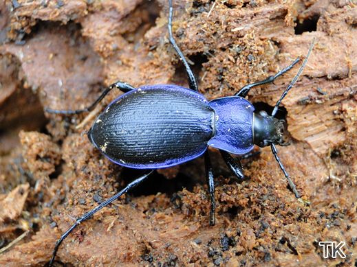 Carabus problematicus - Blauvioletter Waldlaufkäfer