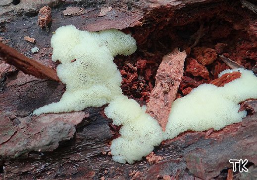 Ceratiomyxa fruticulosa var. porioides