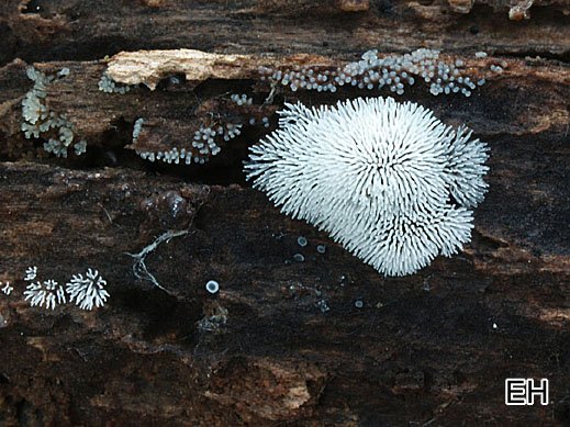 Ceratiomyxa fruticulosa - Geweihförmiger Schleimpilz