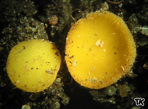 Cheilymenia vitellina - Dottergelber Erdborstling