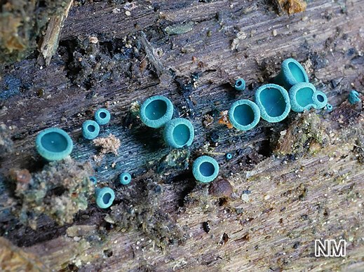 Chlorociboria aeruginascens - Kleinsporiger Grünspanbecherling