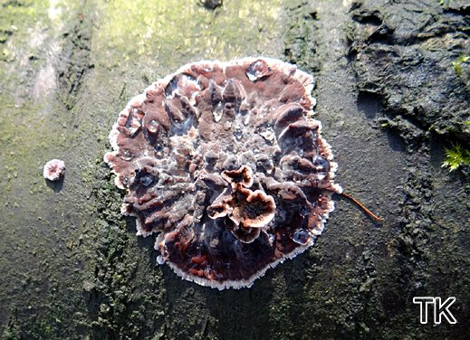 Chondrostereum purpureum - Violetter Knorpelschichtpilz