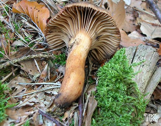 Chroogomphus rutilus - Kupferroter Gelbfuß