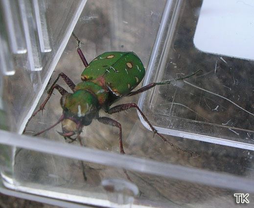 Cicindela campestris