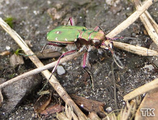 Cicindela campestris - Feldsandlaufkäfer