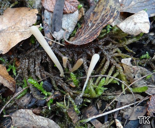 Clavaria falcata - Weiße Keule