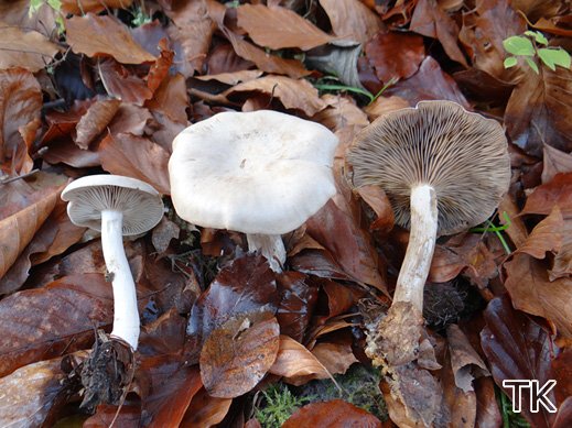 Clitocybe inornata - Graublättriger Trichterling