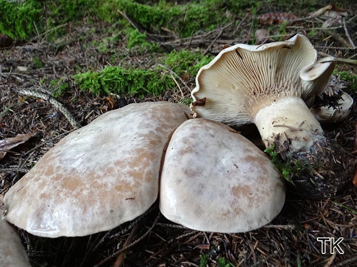 Buchsblättriger Trichterling (Clitocybe alexandri)