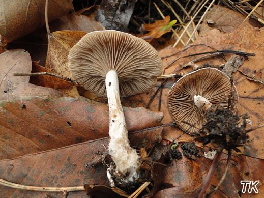 Clitocybe inornata - Graublättriger Trichterling
