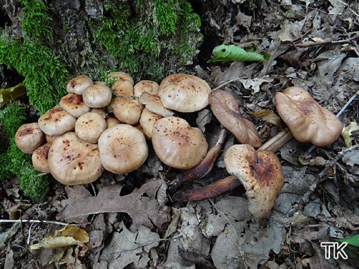 Gymnopus fusipes - Spindeliger Rübling