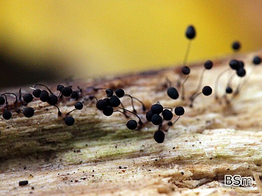 Comatricha nigra