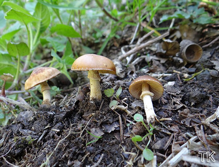 Frühlingsglockenschüppling (Conocybe aporos)