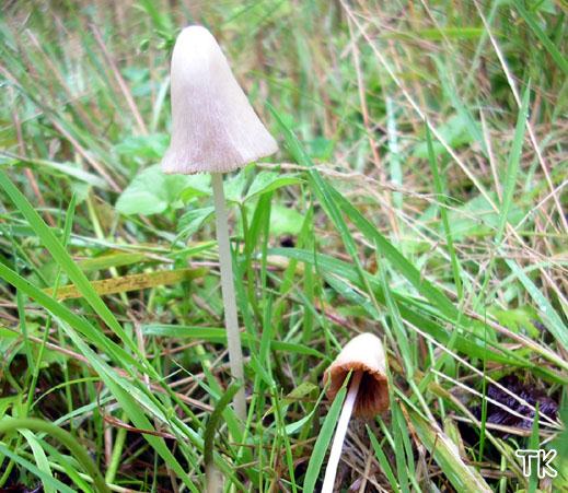 Conocybe lactea - Milchweißes Samthäubchen