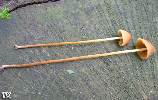 Conocybe rubiginosa - Großsporiges Langstiel-Samthäubchen