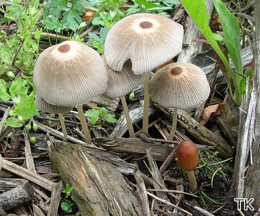 Coprinus auricomus
