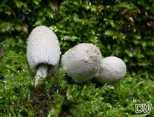 Coprinus laanii - Graumehliger Holztintling