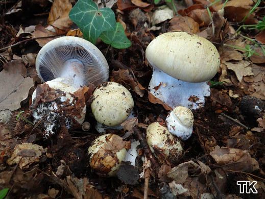 Cortinarius anserinus - Buchenwaldklumpfuß