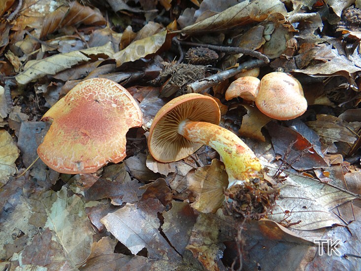 Rotschuppiger Raukopf (Cortinarius bolaris)