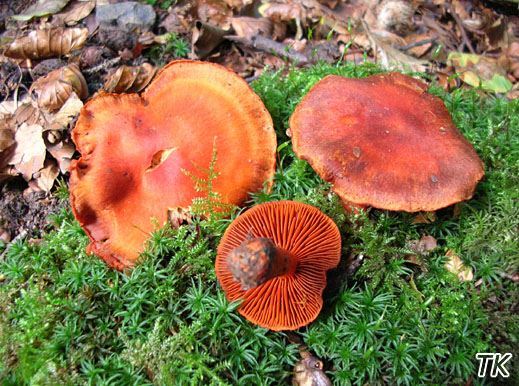 Cortinarius cinnabarinus