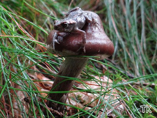 Cortinarius evernius - Falscher Rettich-Gürtelfuß