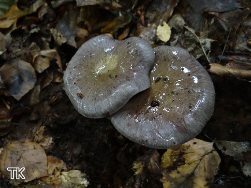 Cortinarius infractus - Bitterer Schleimkopf