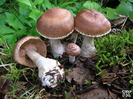 Cortinarius triformis