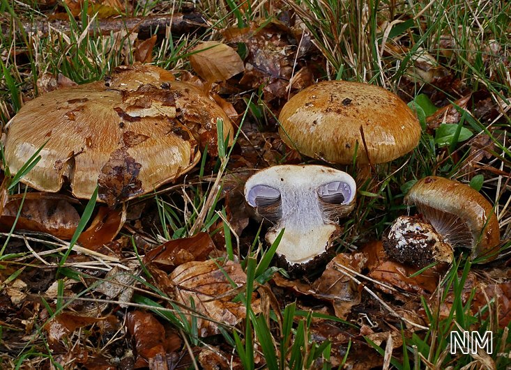 Buchen-Klumpfuß (Cortinarius anserinus)