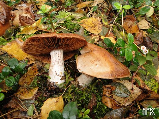 Cortinarius bivelus - Birkengürtelfuß