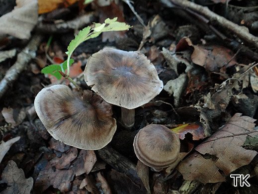 Cortinarius fagetorum - Buchen-Wasserkopf