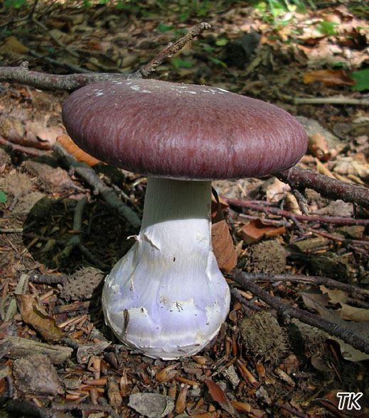 Cortinarius praestans